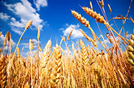 wheat-field